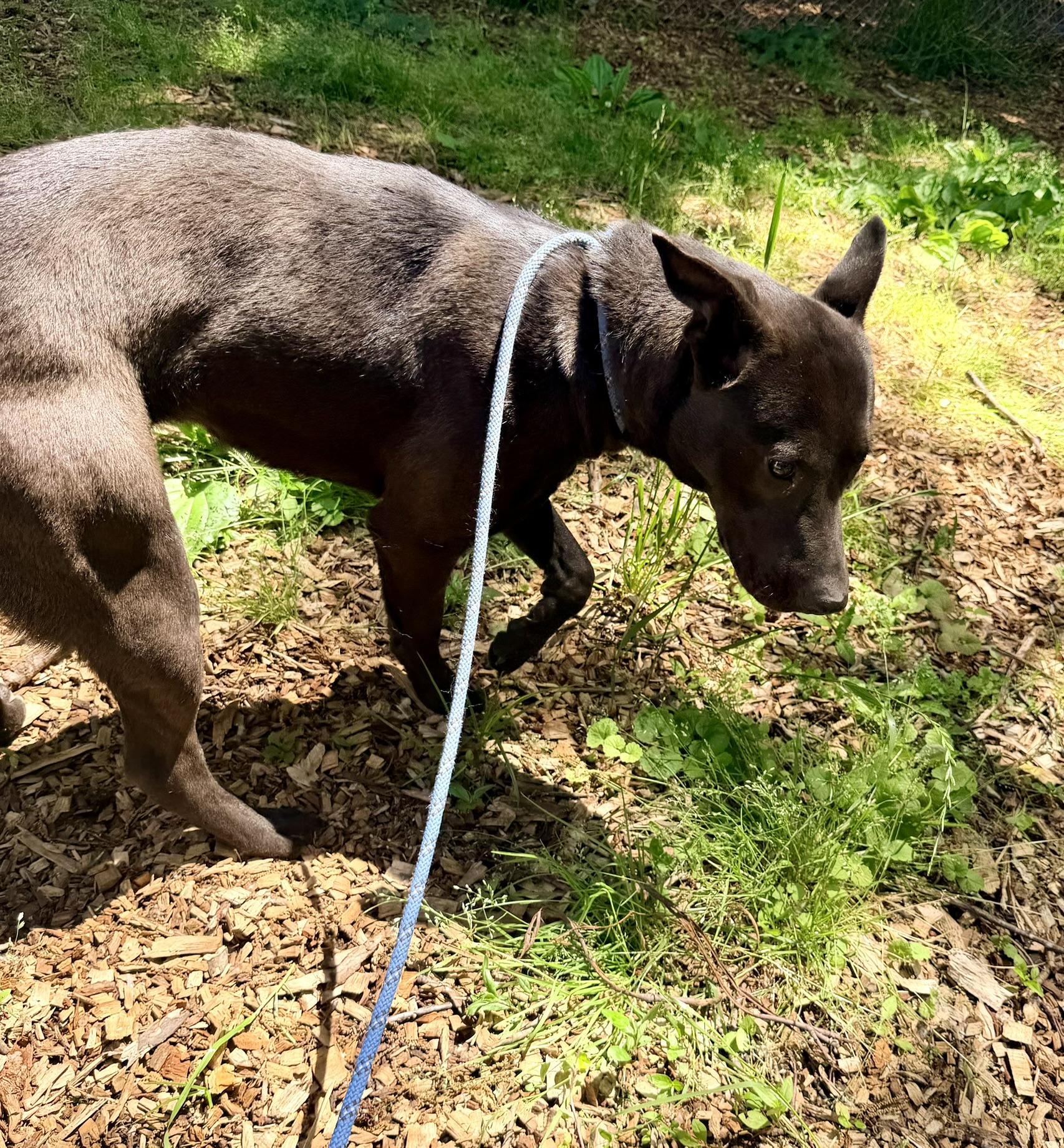Enlarge Chocolate, an adopted mixed breed in Petersburg, VA image 5/6