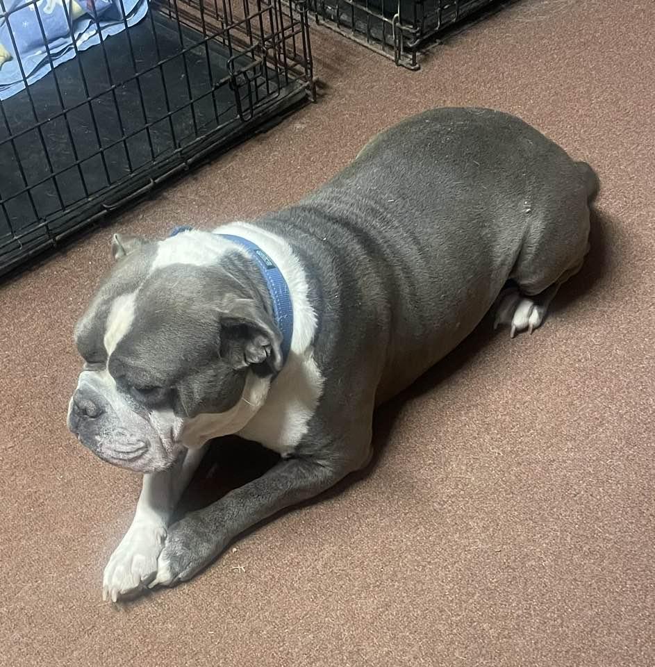 Enlarge Brutus, a Adopted Bulldog in Lewistown, PA image 1/5