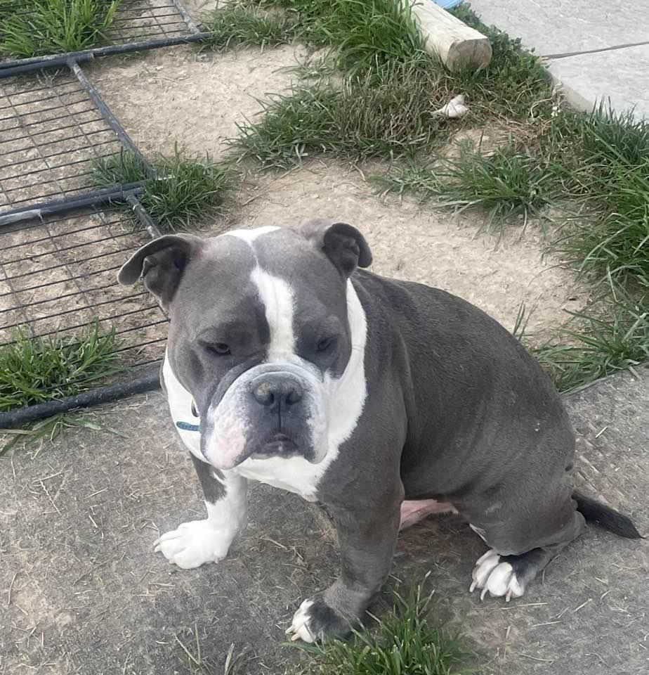 Enlarge Brutus, a Adopted Bulldog in Lewistown, PA image 3/5