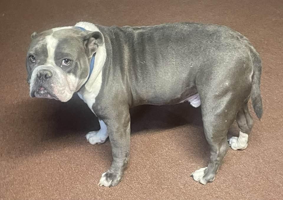 Brutus, Adopted, Adult Male Bulldog.