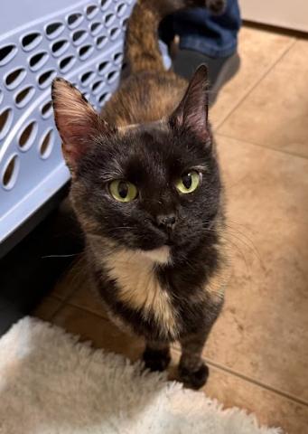 Tasha, Adopted, Young Female Domestic Short Hair.