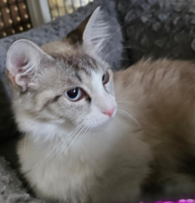 Annalise, adopted, Adult Female Siamese & Domestic Short Hair.