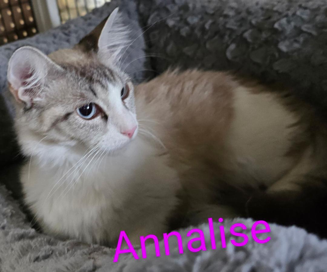 Annalise, an adopted mixed breed in Las Cruces, NM image 2/2
