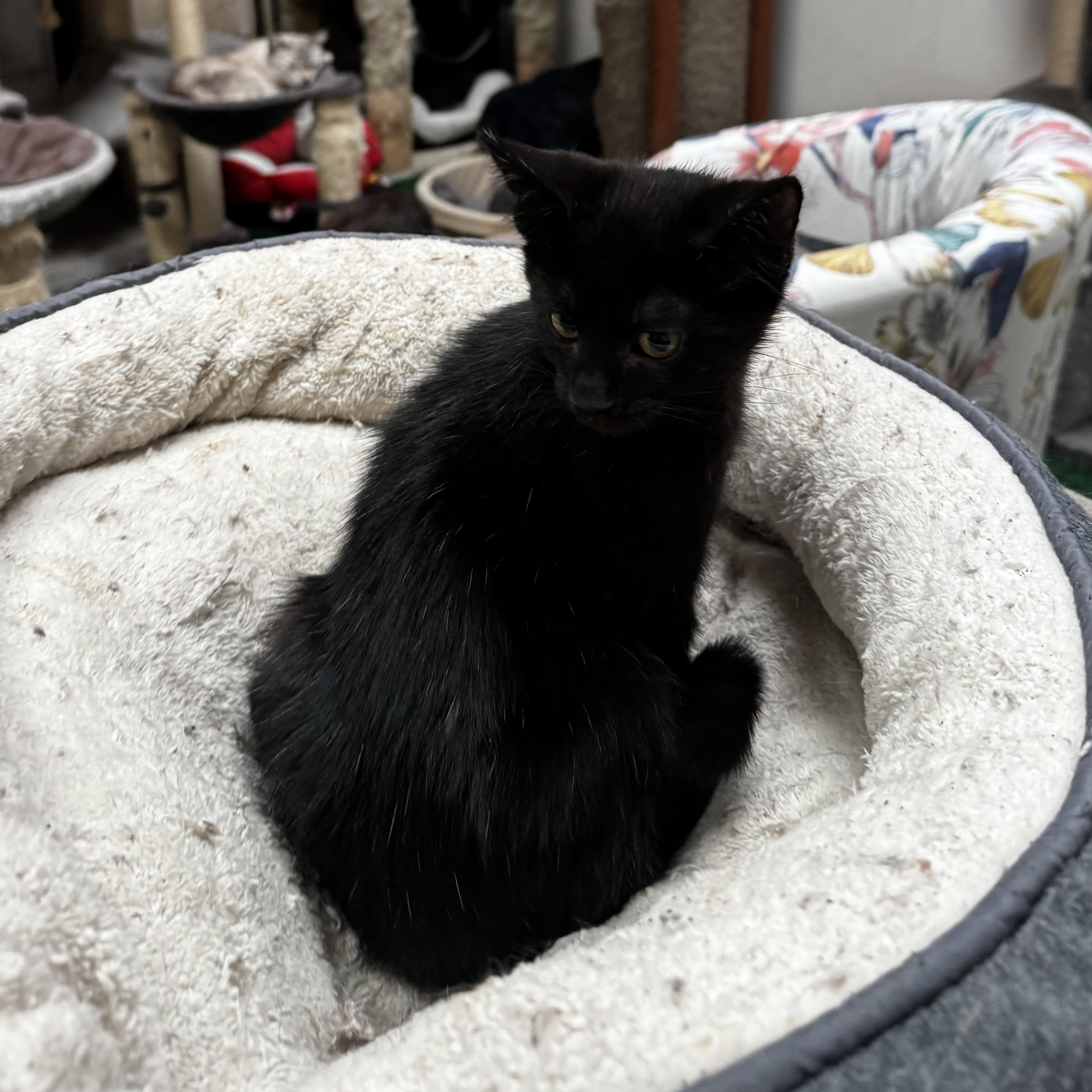 Marcos - I need a hooman friend, a ADOPTABLE Domestic Short Hair in Fountain Valley, CA image 3/4