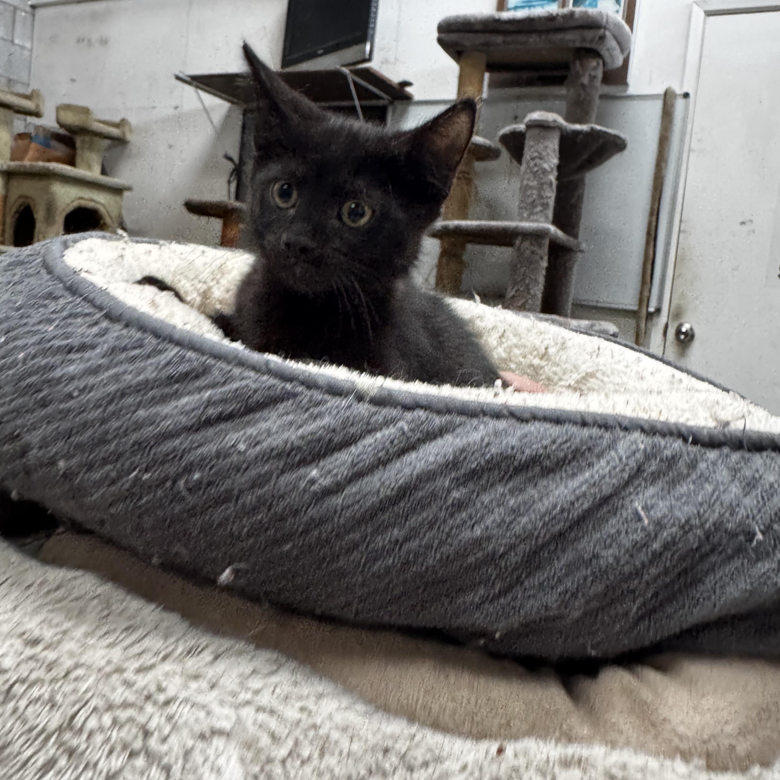 Marcos - I need a hooman friend, a ADOPTABLE Domestic Short Hair in Fountain Valley, CA image 1/4
