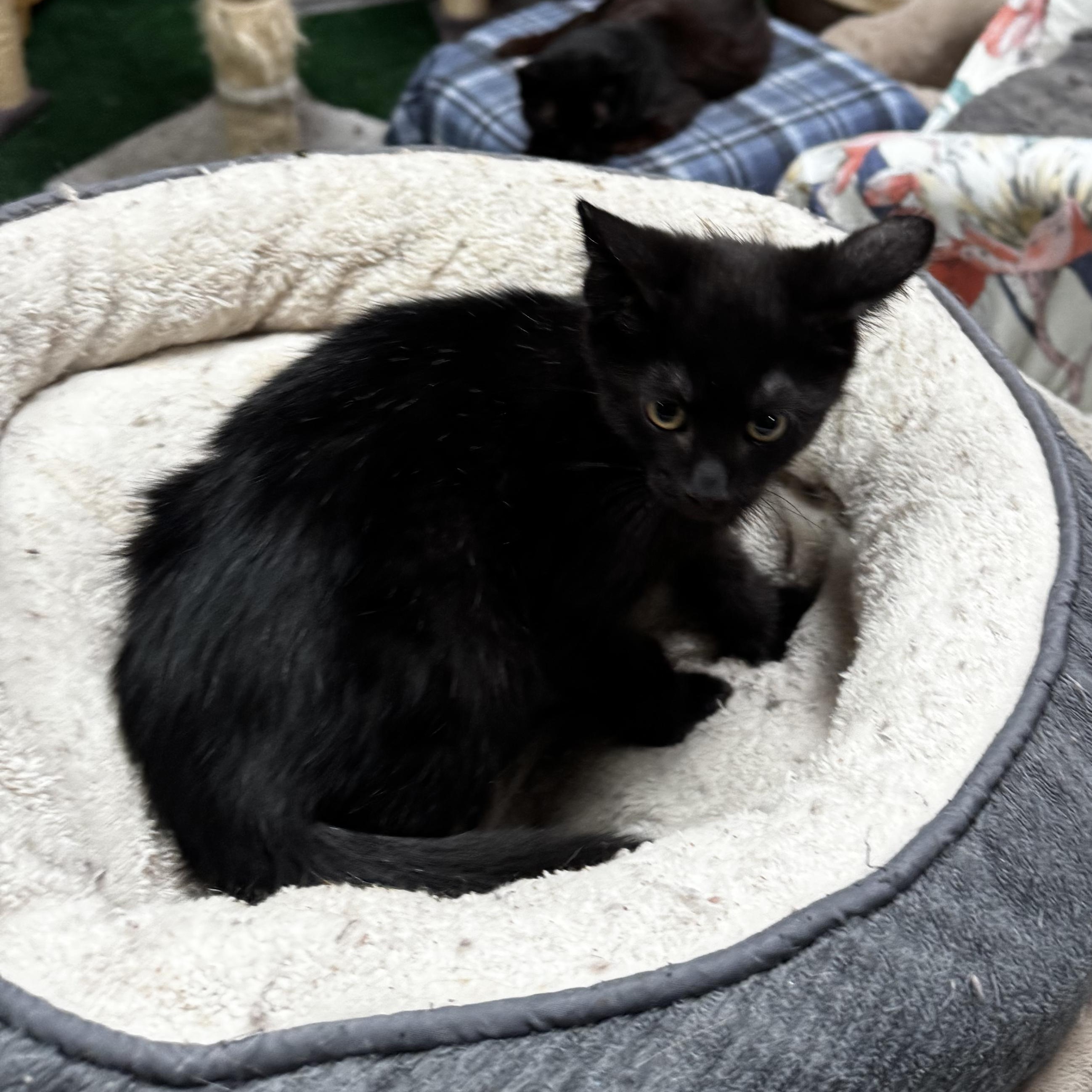 Marcos - I need a hooman friend, a ADOPTABLE Domestic Short Hair in Fountain Valley, CA image 4/4