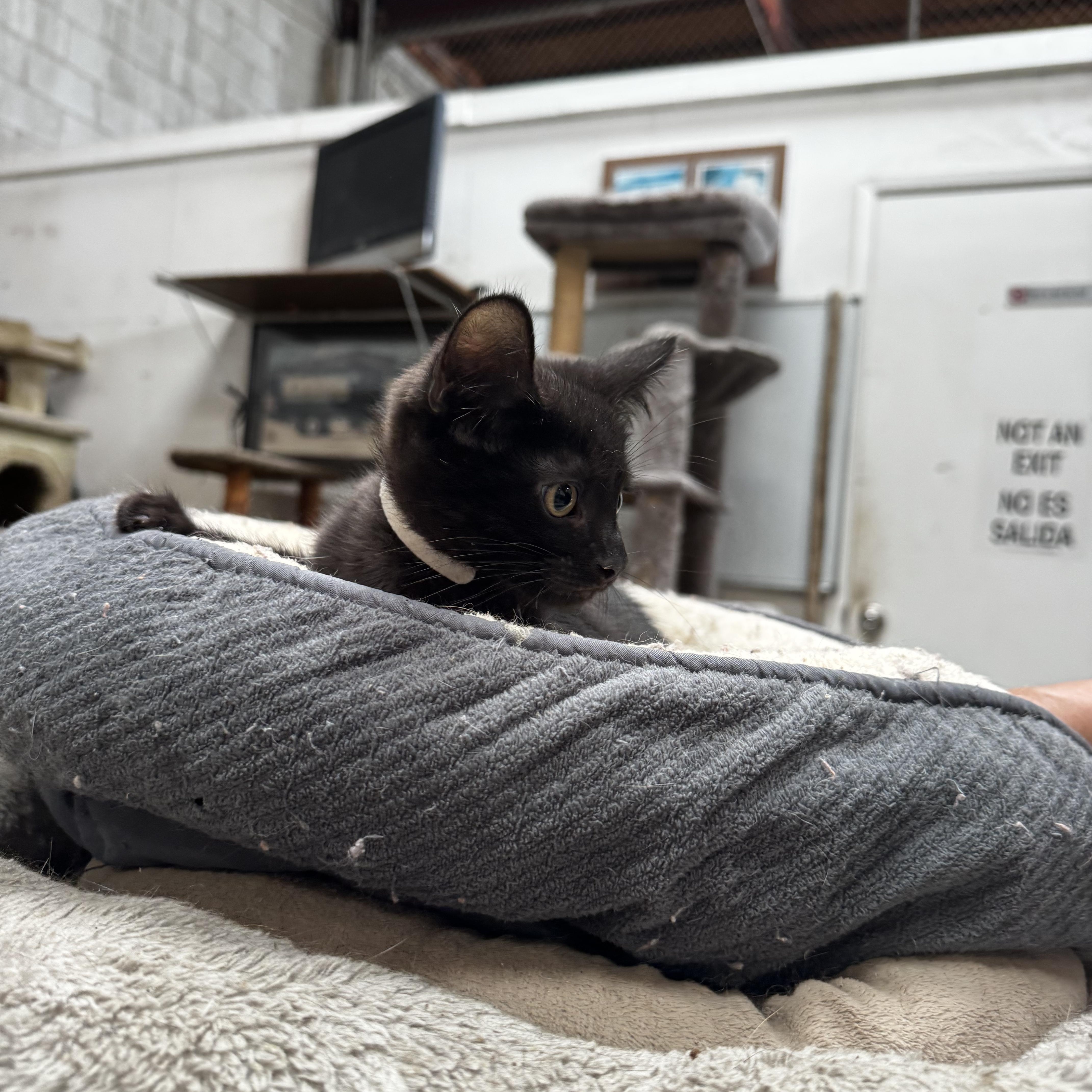 Marcos - I need a hooman friend, a ADOPTABLE Domestic Short Hair in Fountain Valley, CA image 2/4