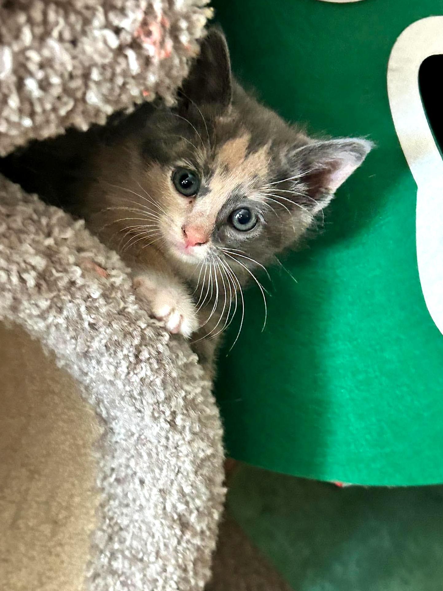 Enlarge Chickpea, a Adoptable Domestic Short Hair in Minneapolis, MN image 2/2