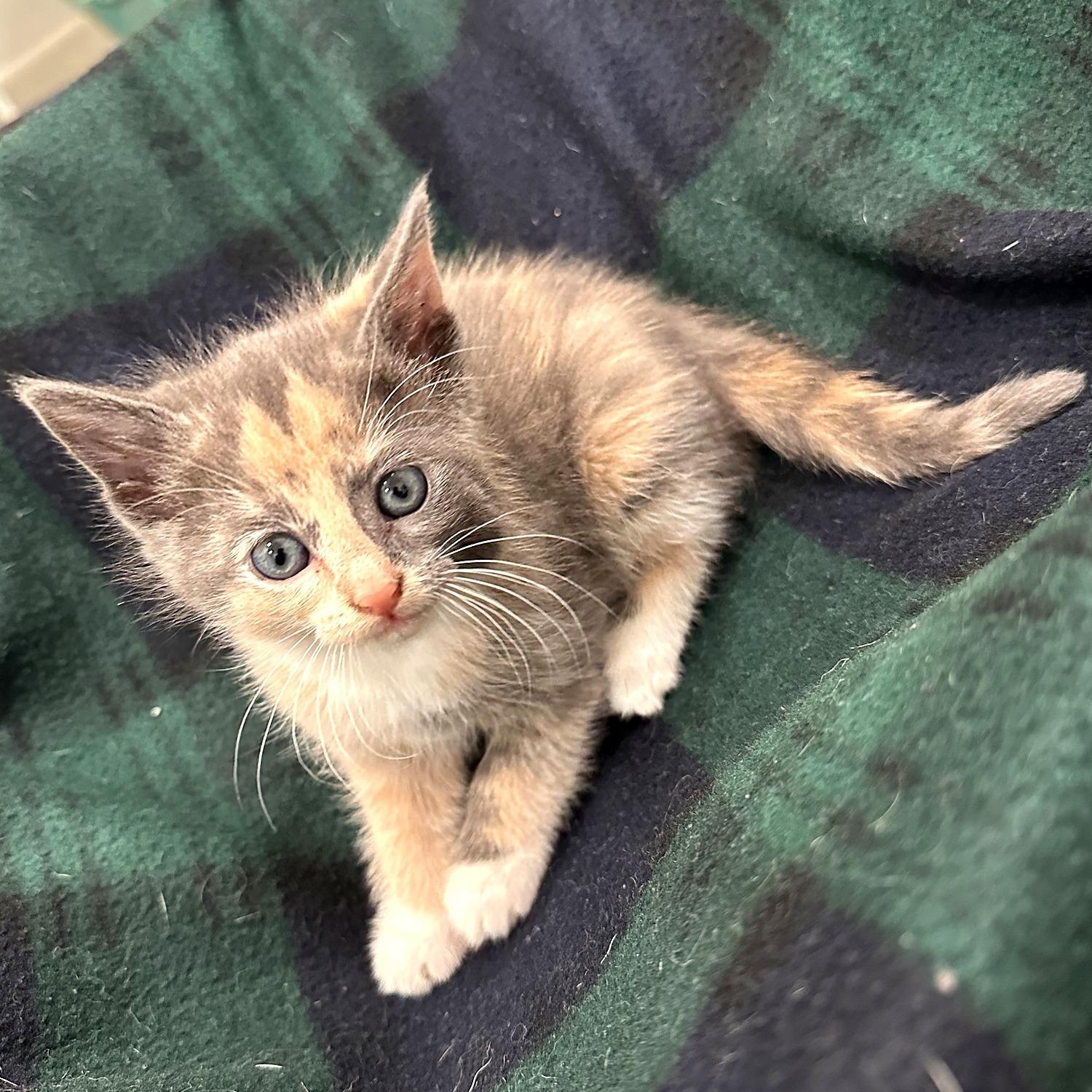 Chickpea, Adoptable, Kitten Female Domestic Short Hair.