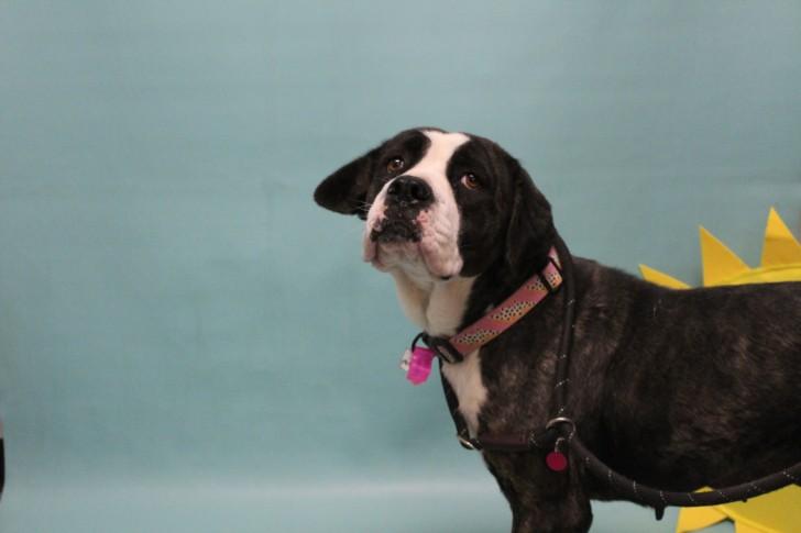 BONNIE, Adoptable, Adult Female Cane Corso & Mixed Breed.