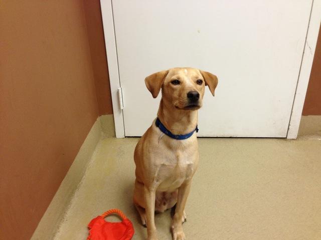 Enlarge Leo, a Adoptable mixed breed in Fort Pierce, FL image 1/1