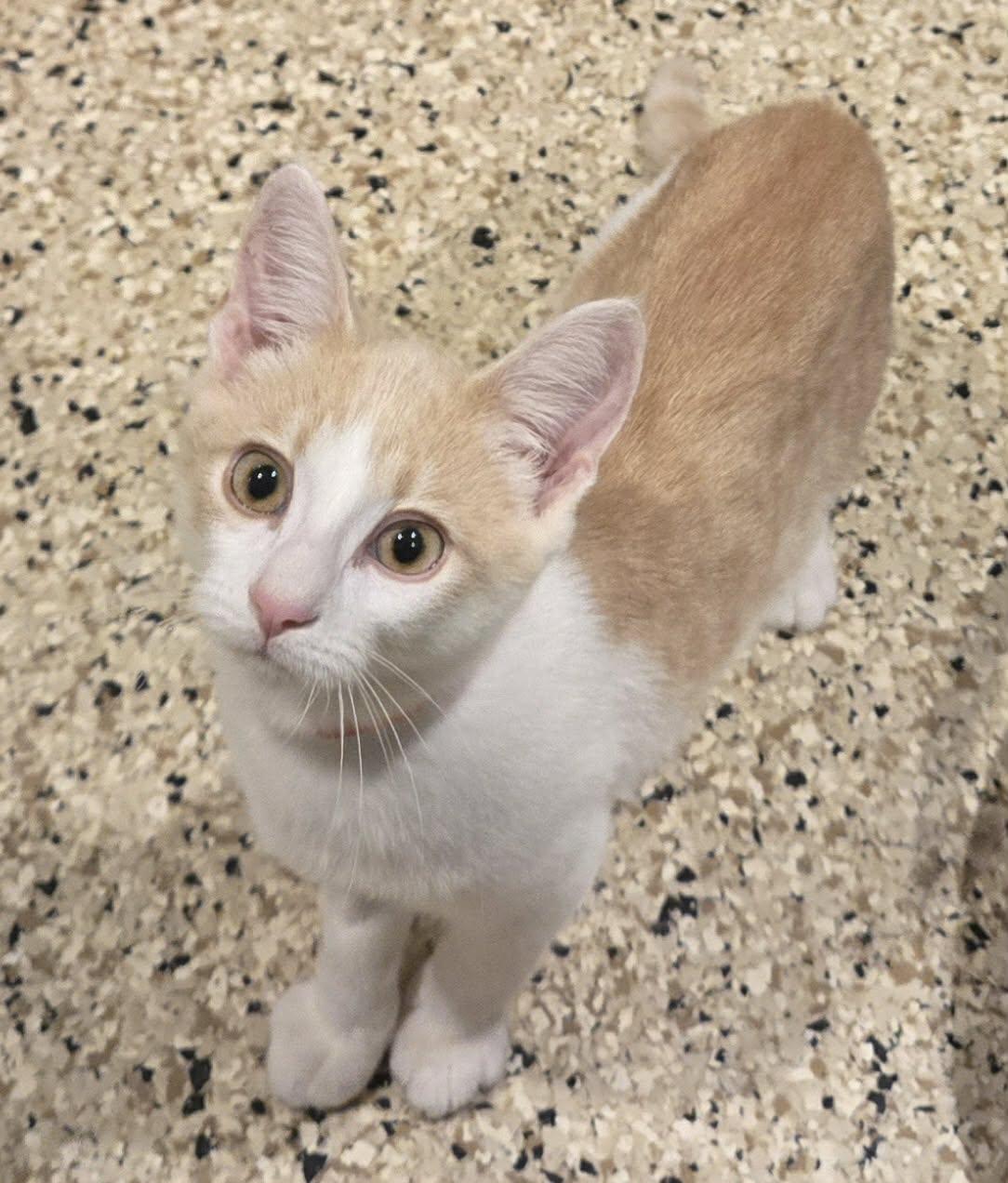 Enlarge Simon, a Adoptable Domestic Short Hair in Freeport, IL image 1/1