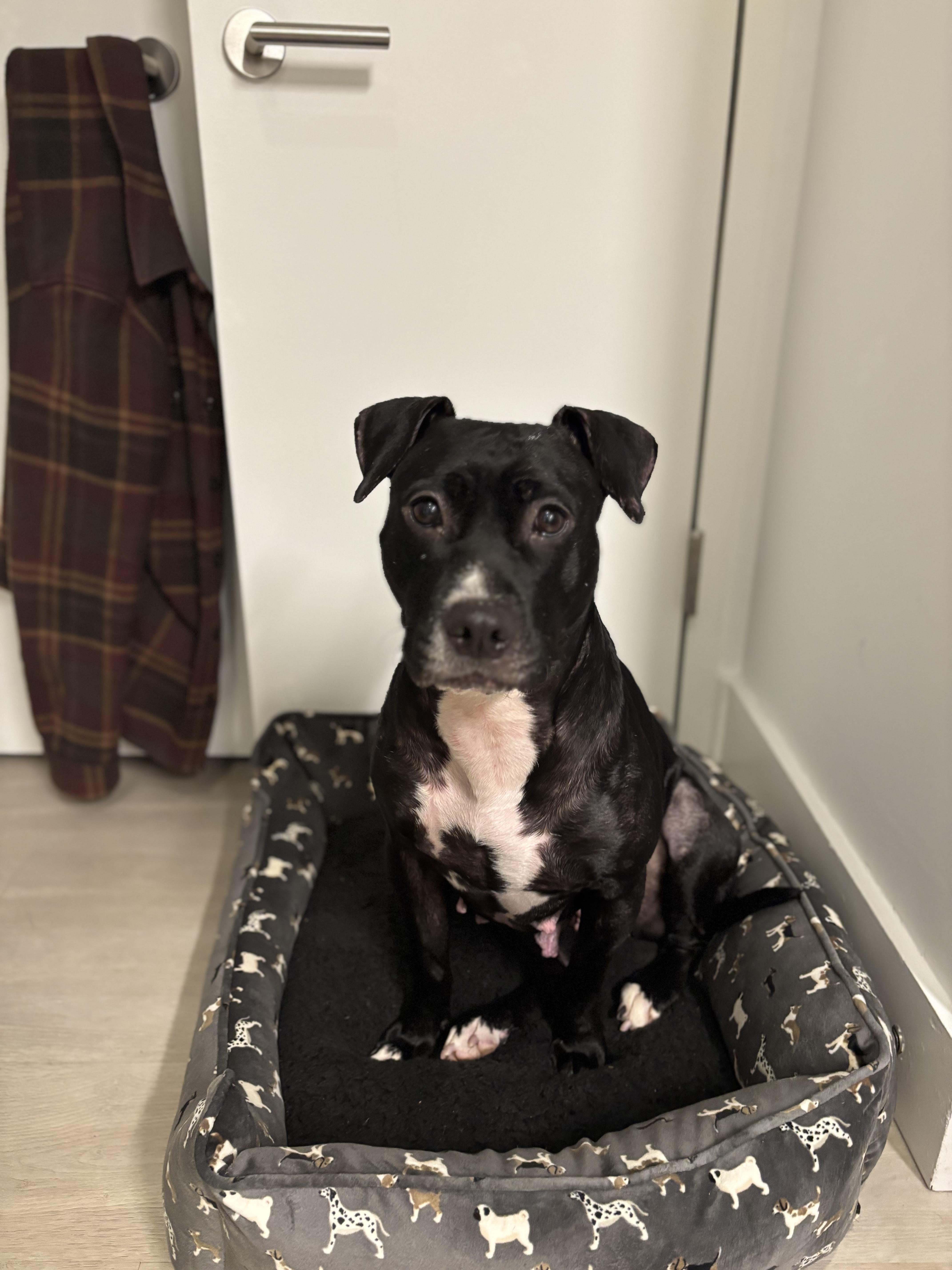 Fiona, a Adoptable Mixed Breed in Fairfield, CT image 1/3