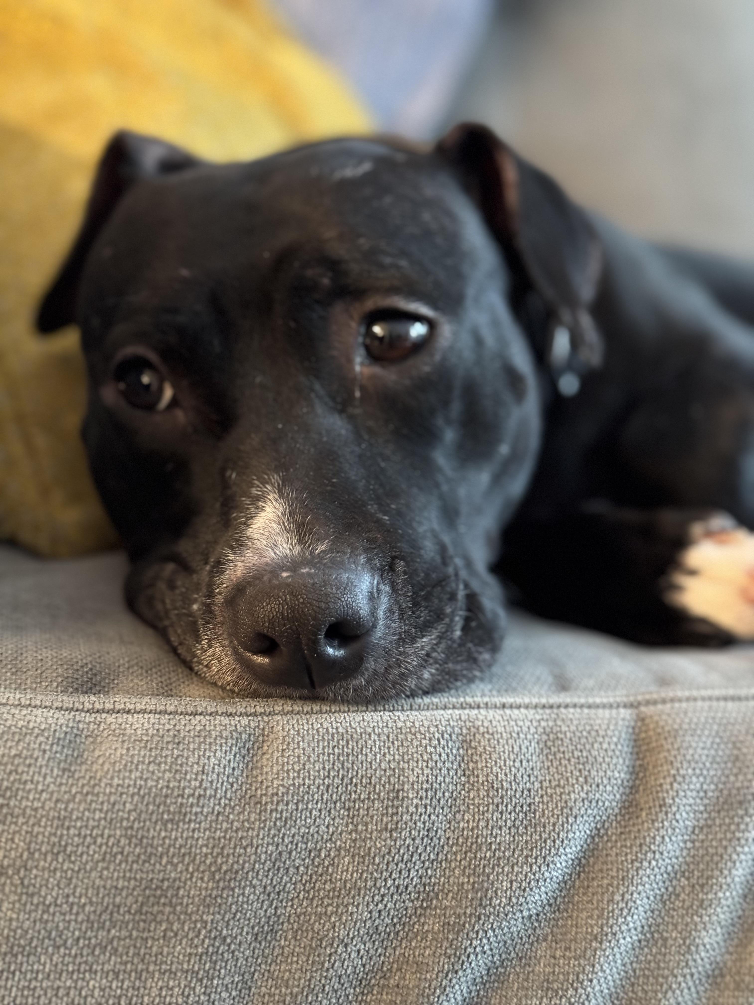 Fiona, a Adoptable Mixed Breed in Fairfield, CT image 3/3