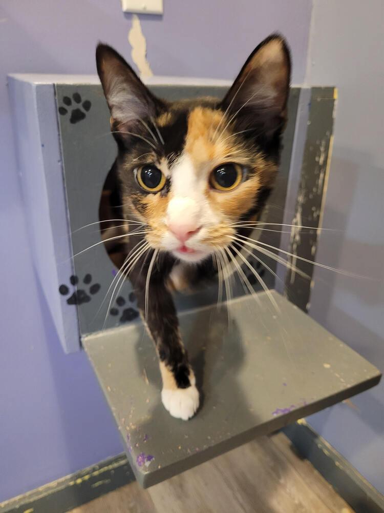 Fancy, Adoptable, Adult Female Domestic Short Hair.