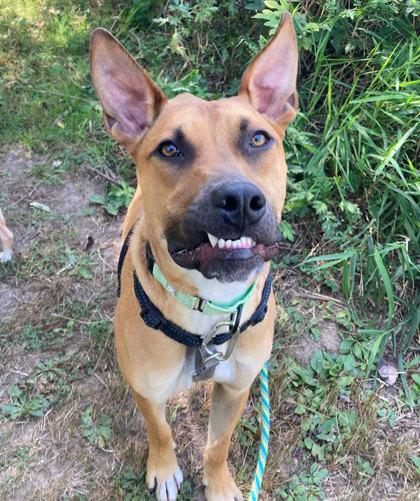 Enlarge Dawson, a Adoptable Mixed Breed in Madison, NJ image 1/3