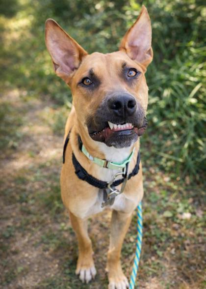 Dawson - Available in Foster, Adoptable, Young Male Mixed Breed & Mixed Breed.