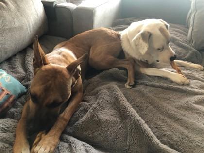 Enlarge Dawson - Available in Foster, a Adoptable Mixed Breed in Madison, NJ image 2/3