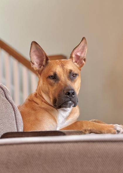 Dawson - Available in Foster, Adoptable, Young Male Mixed Breed & Mixed Breed.