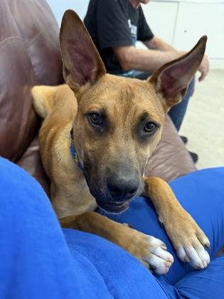Enlarge Dawson, a Adoptable Mixed Breed in Madison, NJ image 2/3