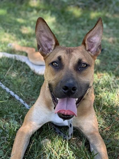 Enlarge Dawson, a Adoptable Mixed Breed in Madison, NJ image 3/3