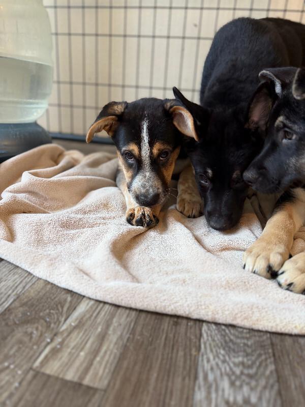 Quentin, Adoptable, Young Male Australian Cattle Dog / Blue Heeler & German Shepherd Dog.