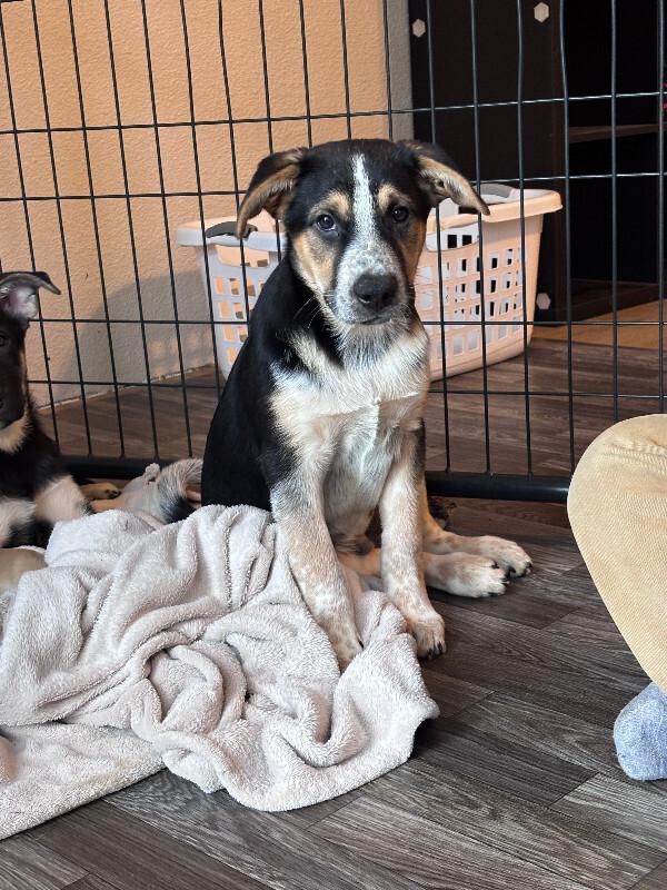 Enlarge Quentin, a Adoptable mixed breed in renton, WA image 2/6