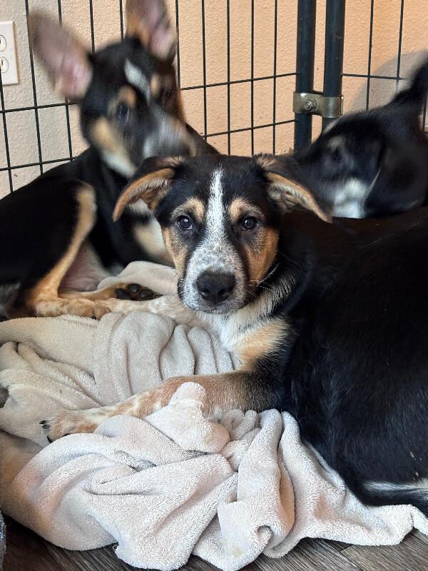 Enlarge Quentin, a Adoptable mixed breed in renton, WA image 3/6