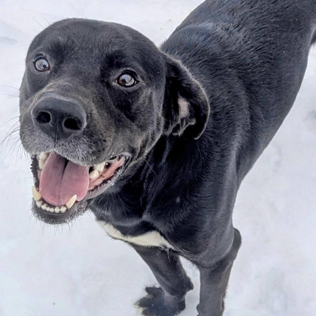 Enlarge Brick, a Adoptable Mixed Breed in Jeffersonville, IN image 1/3