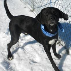 Enlarge Brick, a Adoptable Mixed Breed in Jeffersonville, IN image 2/3