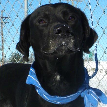 Enlarge Brick, a Adoptable Mixed Breed in Jeffersonville, IN image 3/3