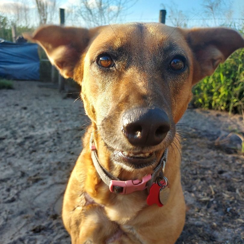 Enlarge Missy, a Adoptable mixed breed in Boca Raton, FL image 4/6