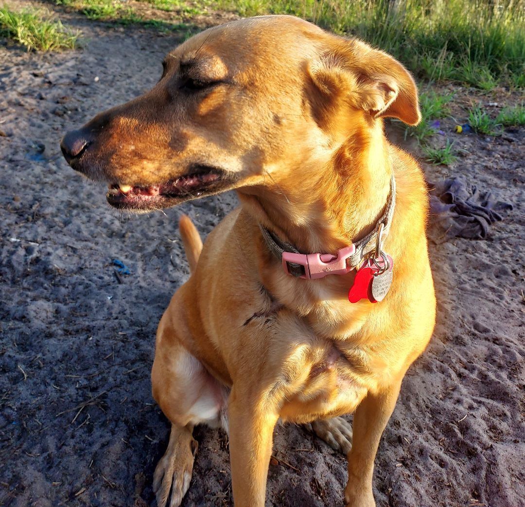 Enlarge Missy, a Adoptable mixed breed in Boca Raton, FL image 5/6