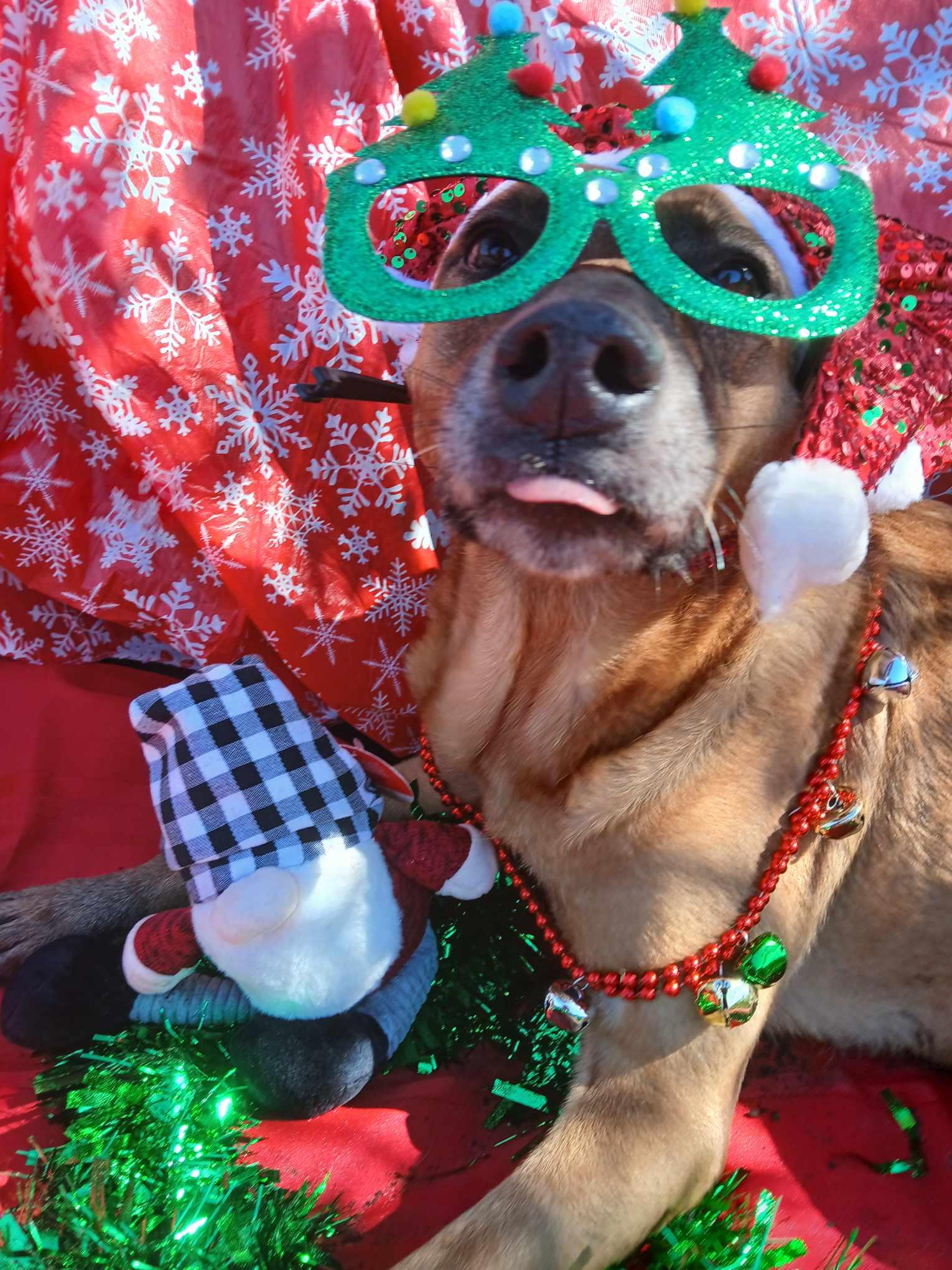 Missy, Adoptable, Adult Female Shepherd & Collie.