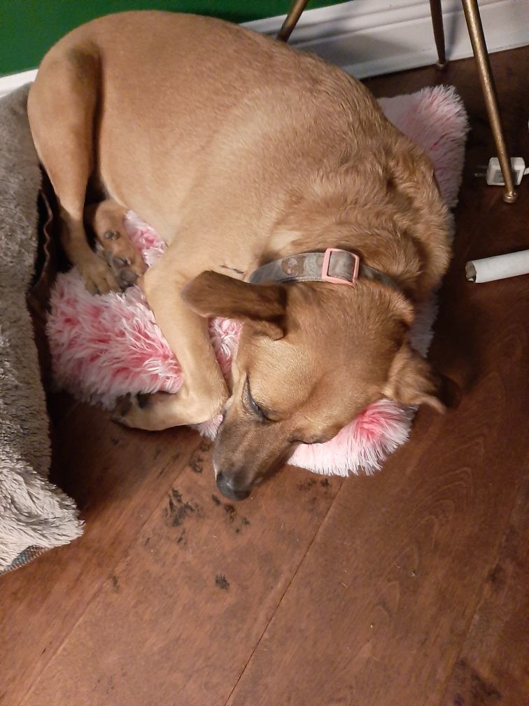 Enlarge Missy, a Adoptable mixed breed in Boca Raton, FL image 6/6