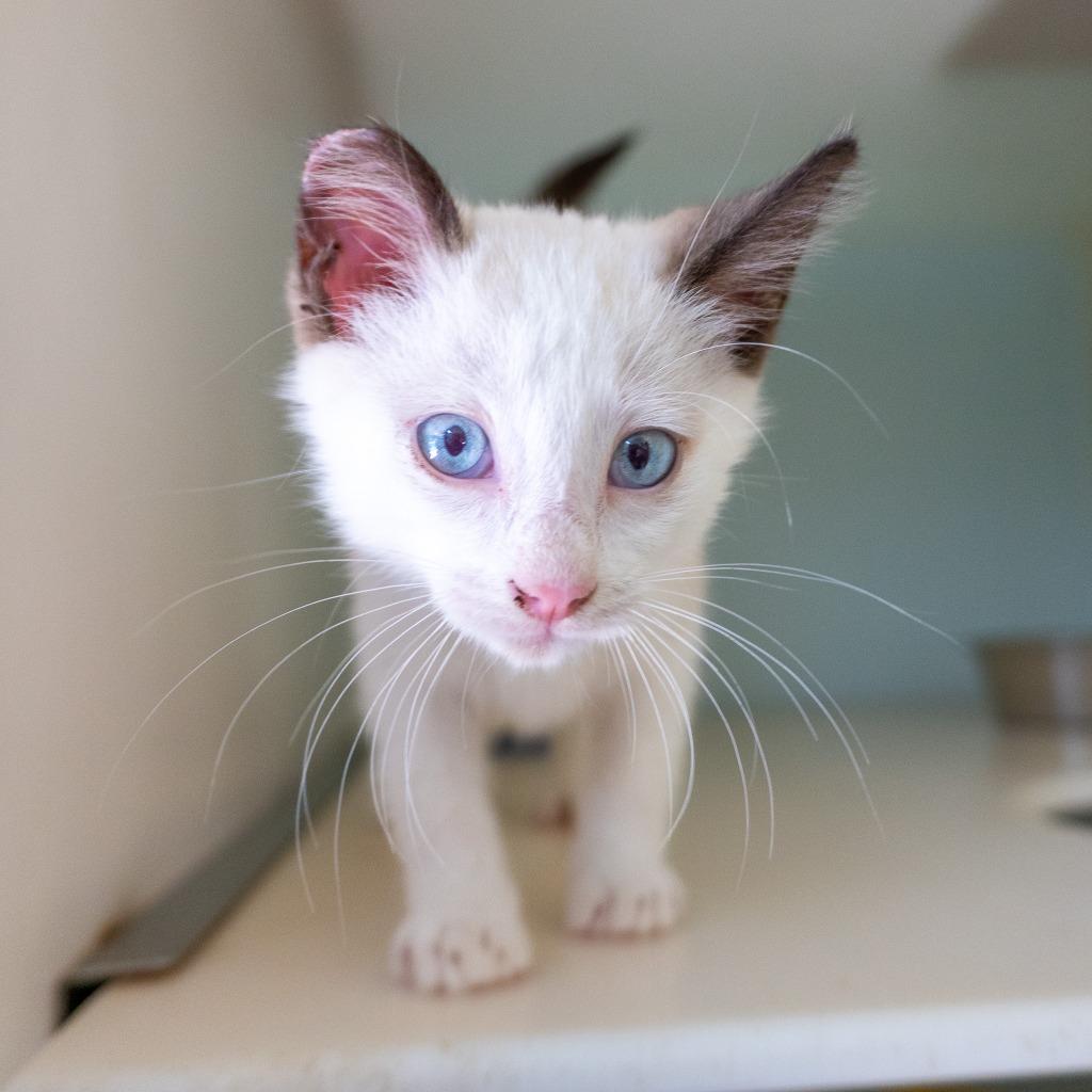 Enlarge Mingming, a Adoptable mixed breed in Mangilao, GU image 1/3