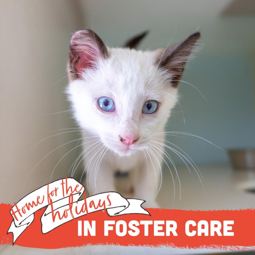 Enlarge Mingming, a Adoptable mixed breed in Mangilao, GU image 3/3