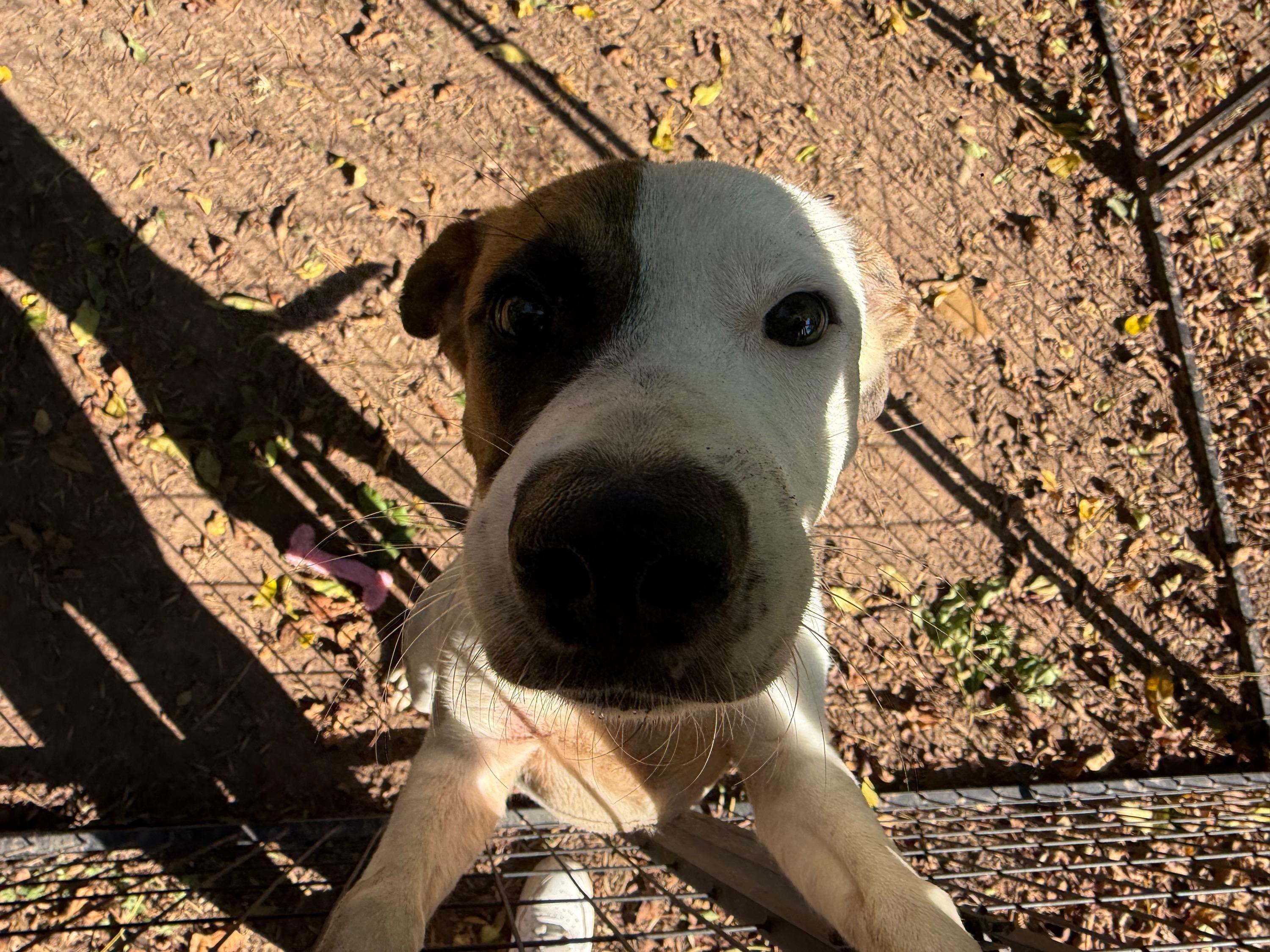 Tanner, a Adoptable mixed breed in Spring, TX image 1/2