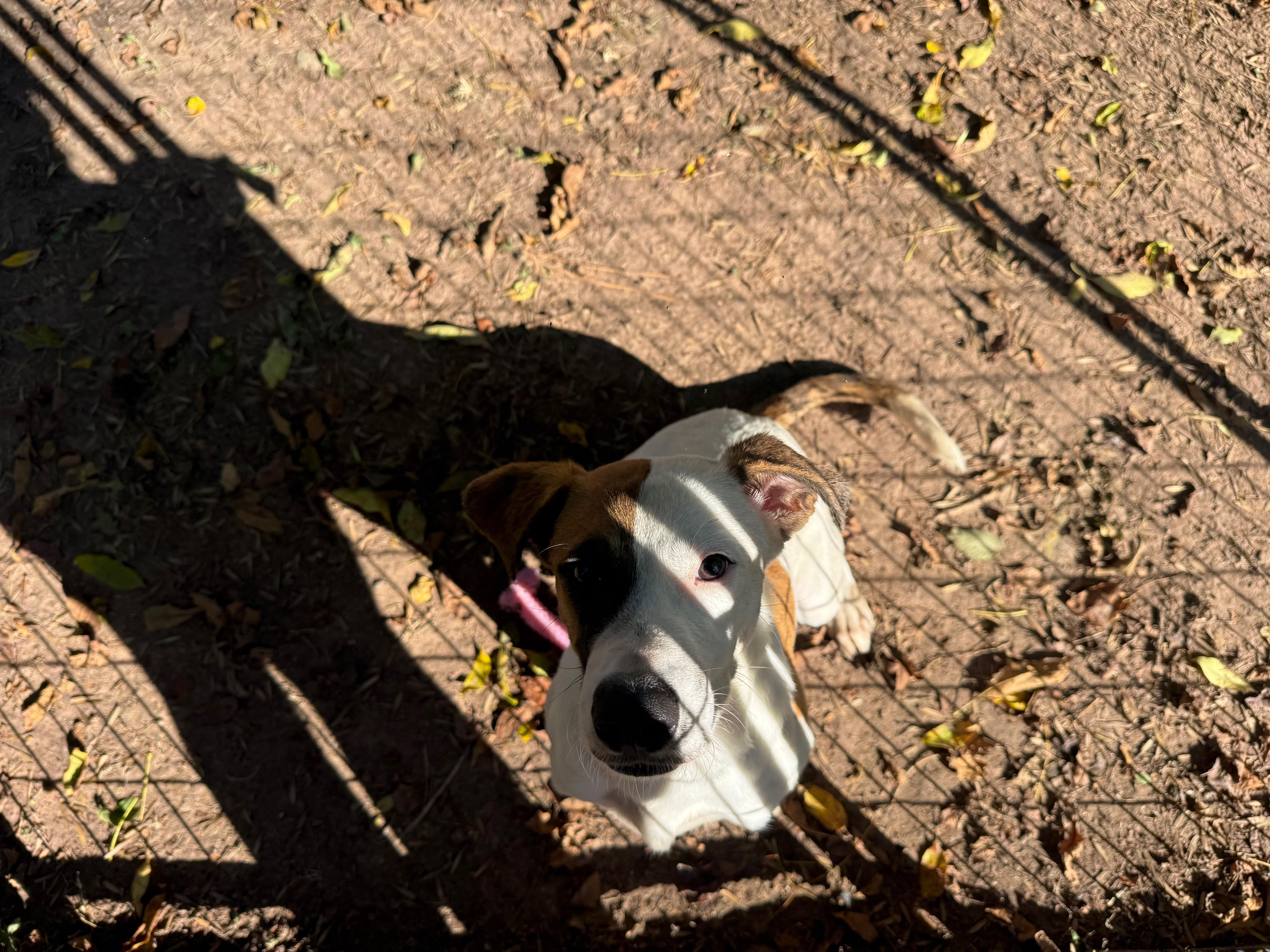 Tanner, a Adoptable mixed breed in Spring, TX image 2/2