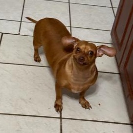 Enlarge Brooklyn, a Adoptable mixed breed in Boca Raton, FL image 1/4