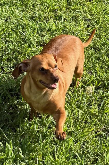Enlarge Brooklyn, a Adoptable mixed breed in Boca Raton, FL image 2/4