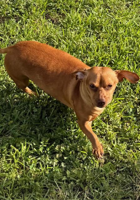 Enlarge Brooklyn, a Adoptable mixed breed in Boca Raton, FL image 3/4