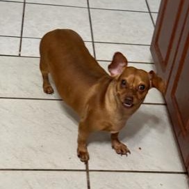 Enlarge Brooklyn, a Adoptable mixed breed in Boca Raton, FL image 4/4