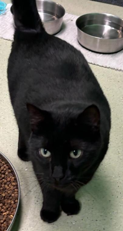 Binx, Adoptable, Adult Female Domestic Short Hair.