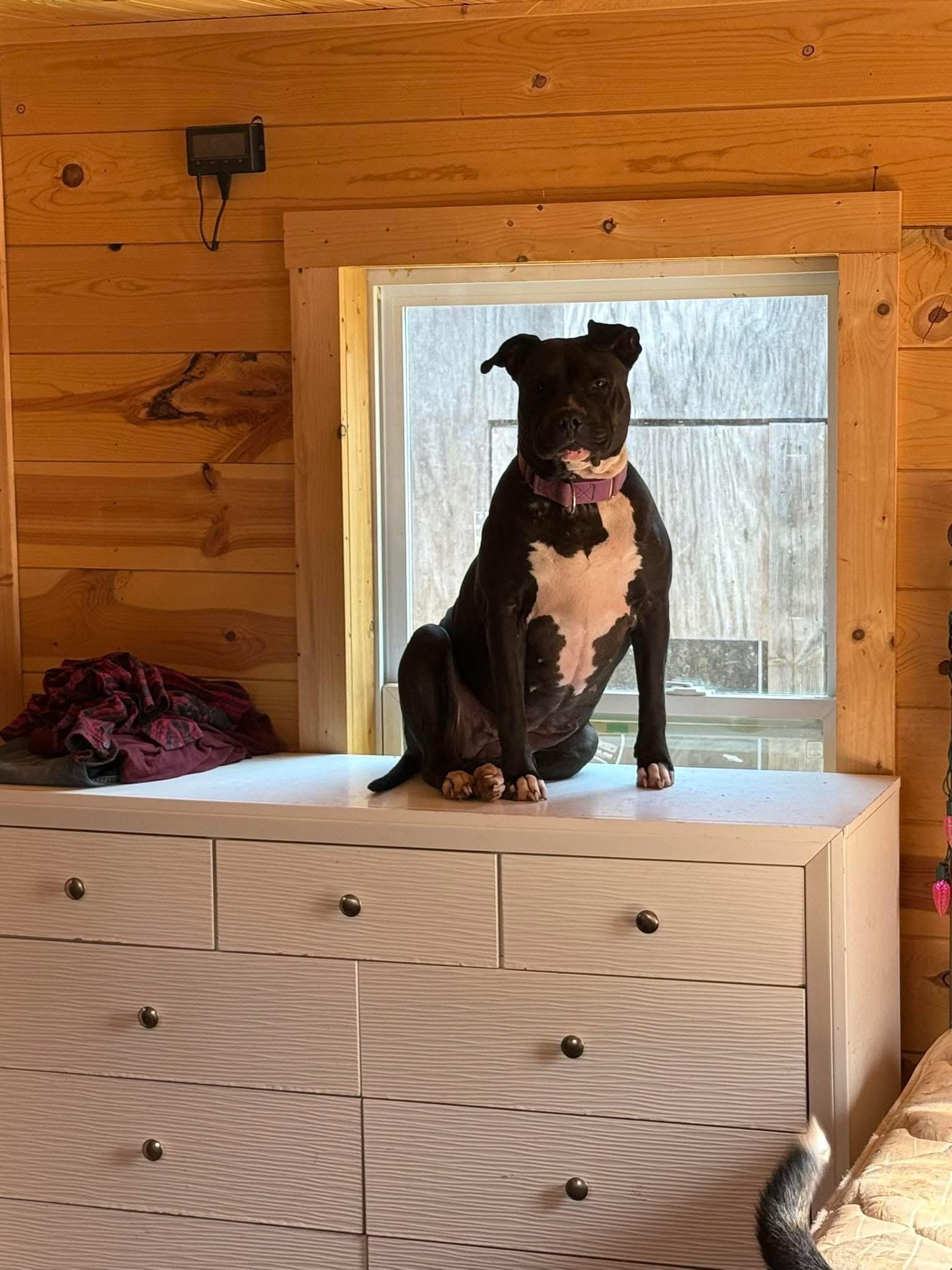 Enlarge Jaimie, an adopted Staffordshire Bull Terrier in Cleveland , OH image 5/6