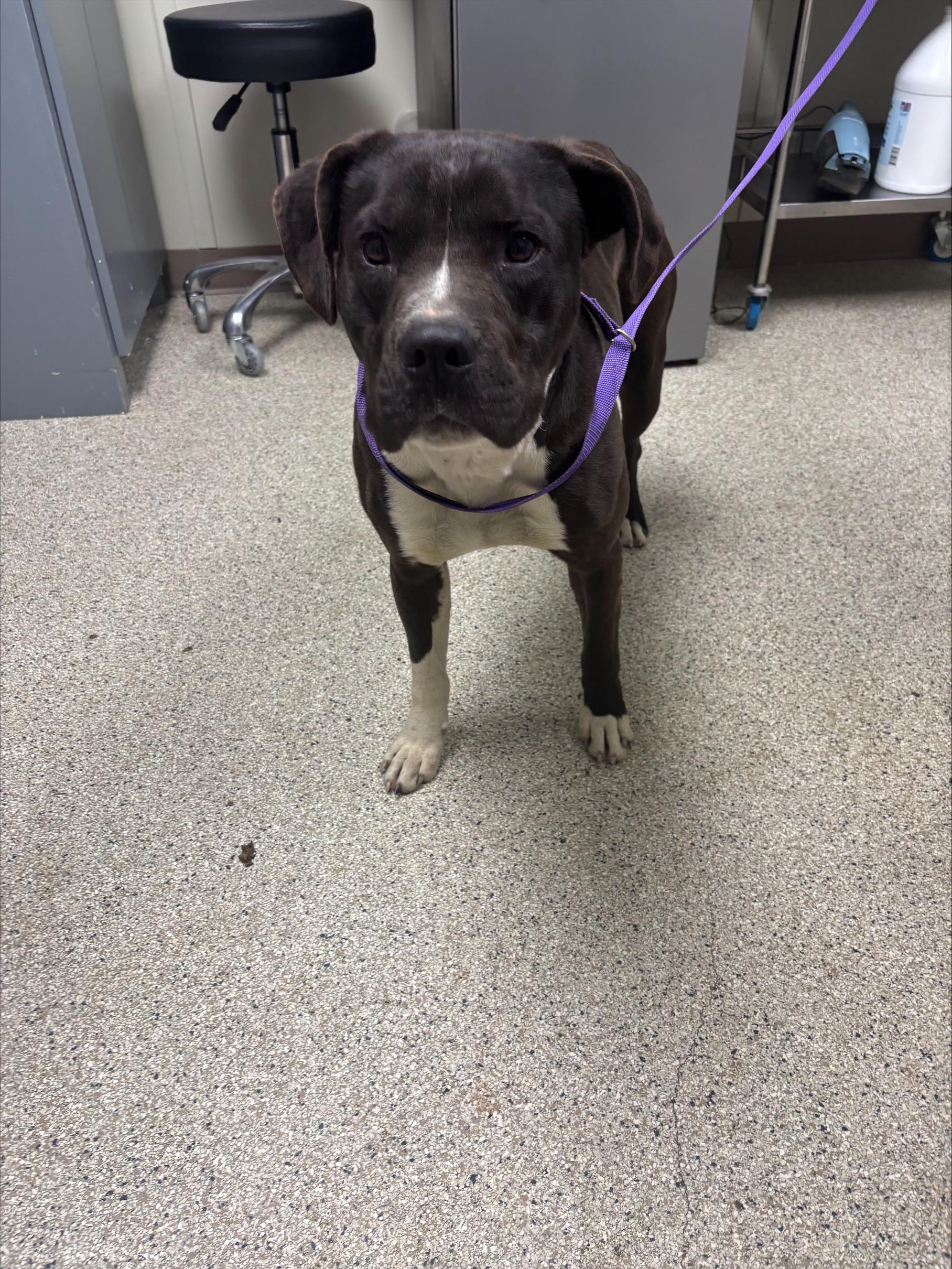 Travis, ADOPTABLE, Adult Male Boxer.