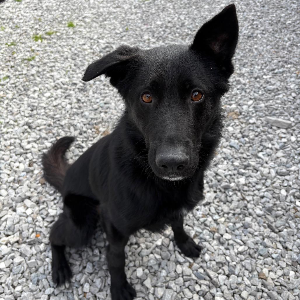 Enlarge Miller, a Adoptable Mixed Breed in Corbin, KY image 1/3