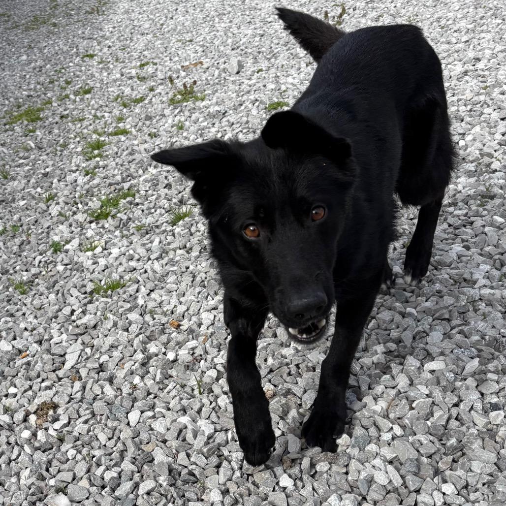 Enlarge Miller, a Adoptable Mixed Breed in Corbin, KY image 3/3