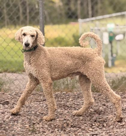 Harold, a ADOPTABLE Standard Poodle in Missoula, MT image 2/2