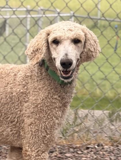 Harold, ADOPTABLE, Young Male Standard Poodle.